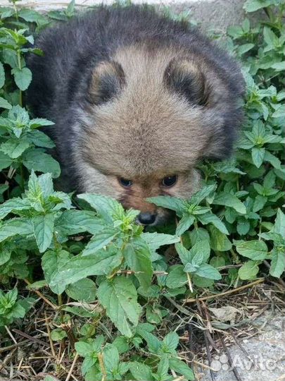 Шпиц- две Очаровашки