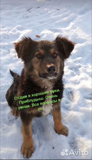 Собака в добрые руки отдам бесплатно