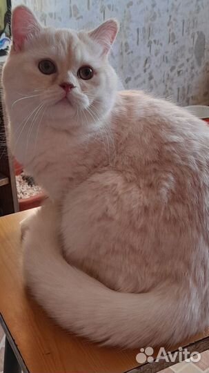 Котик на вязку