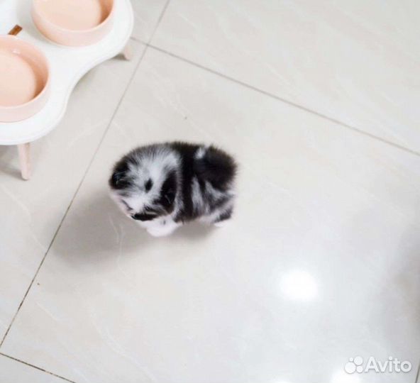 Померанский шпиц Микро из Кореи