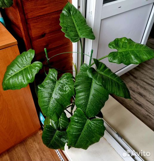 Сортовые филодендроны