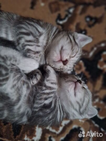 Котенок в дар бесплатно