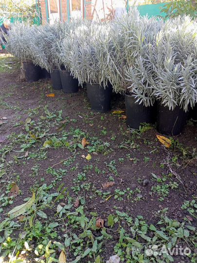 Декоративные кустарники