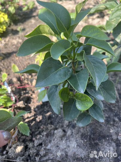 Саженцы сирени