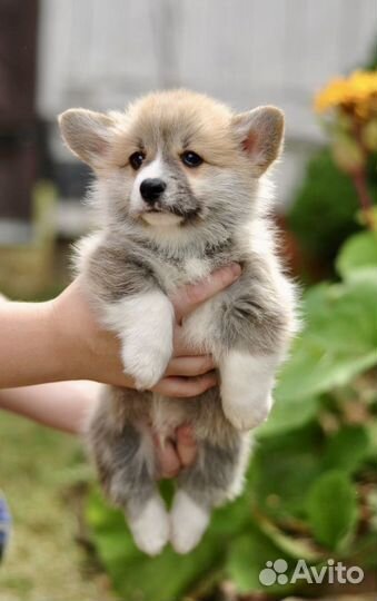 Корги замечательные малыши