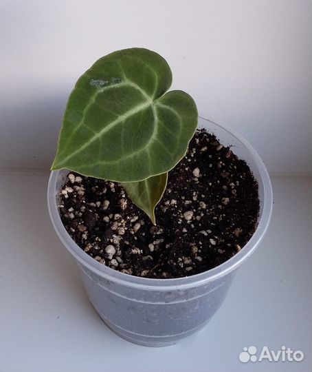 Антуриум Кларинервиум