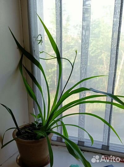 Хлорофитум, Гибискус, цветы Валлота