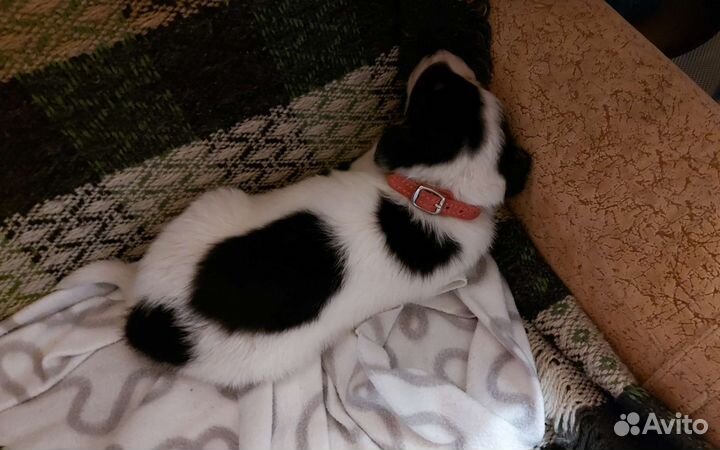 Щенки в добрые руки