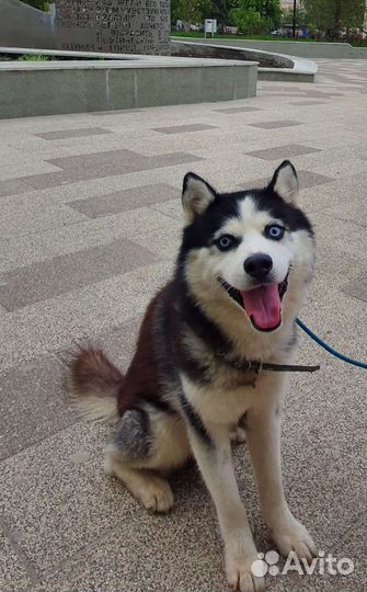 Сибирский хаски