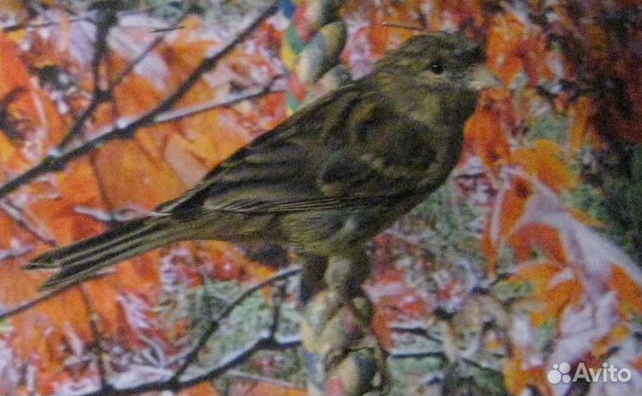 Зебровые амадины оранжевогрудые мармазеты и кенар