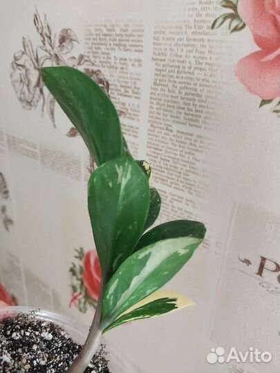 Замиокулькас вариегатный шорт лив