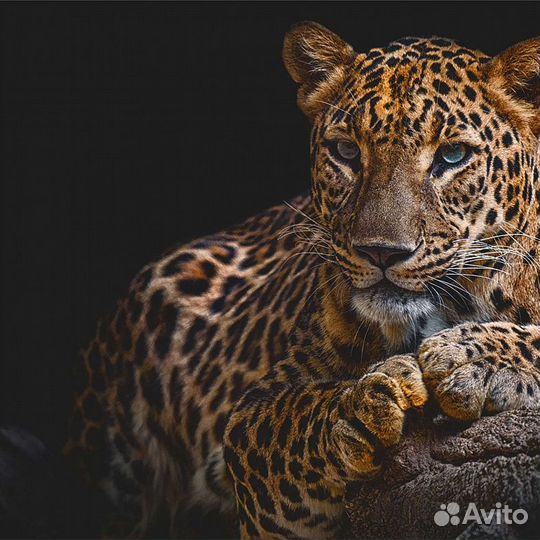 Дизайнерские фотообои 