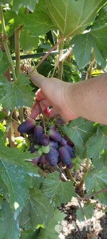 Саженцы и черенки элитных сортов винограда