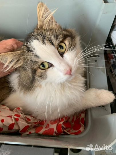 Котик ищет дом