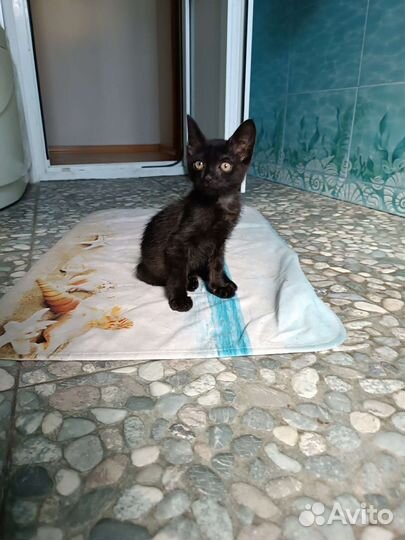 Котик в добрые руки