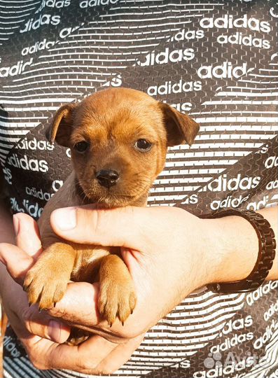 Цвергпинчер