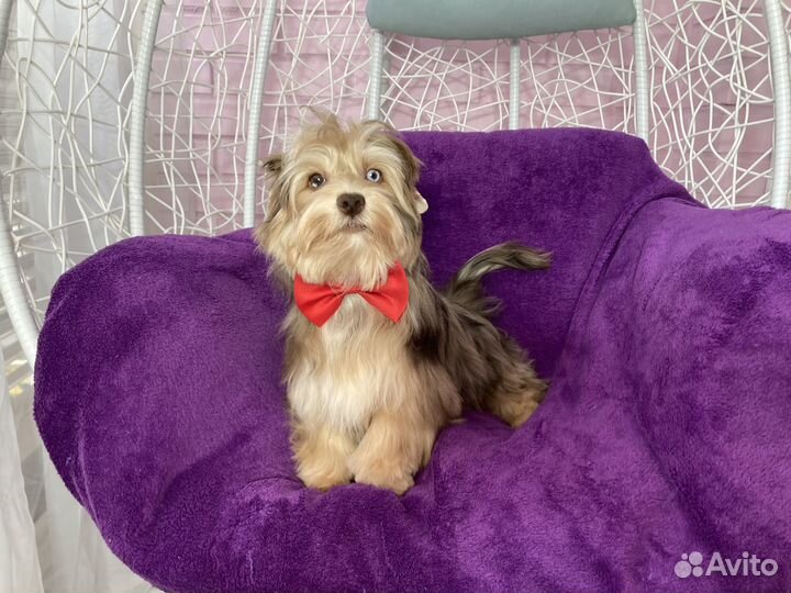 Крупный йорк с голубыми глазами девочка