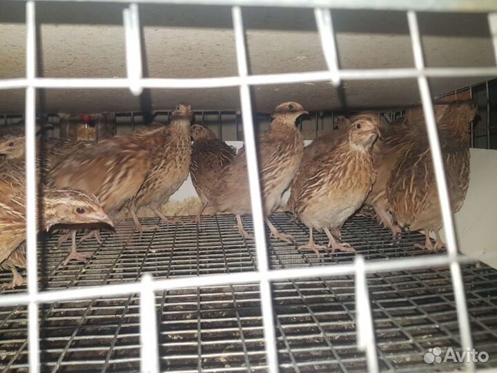 Японский перепел + инкубационные яйца