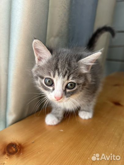 Котенок девочка в добрые руки