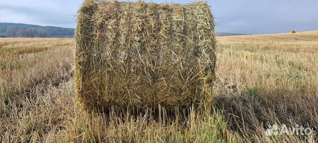 Сено.Солома в рулонах объявление продам