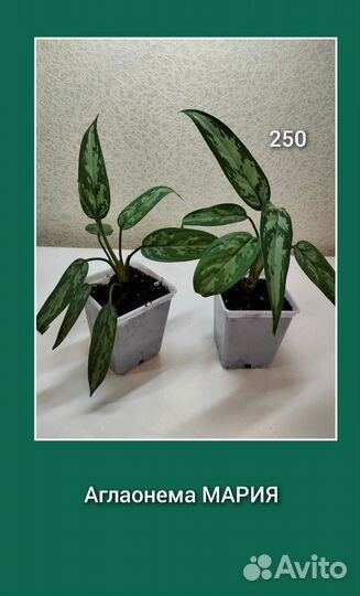 Комнатные цветы