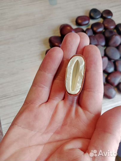 Бобы энтадо