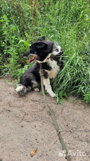 Кроткая Оливия
