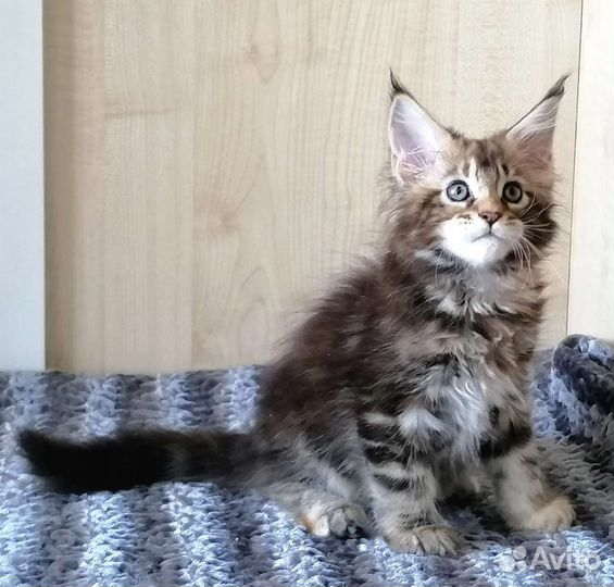Котята Мейн кун