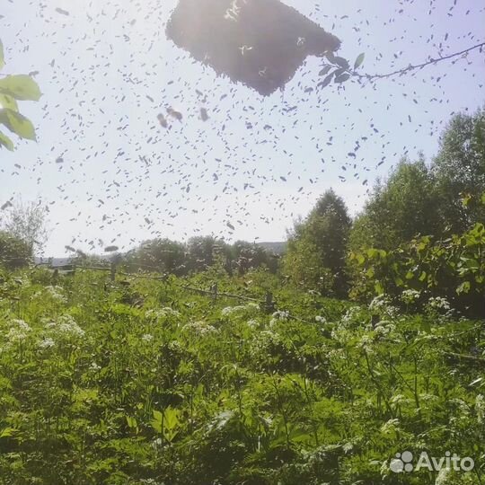 Таёжное разнотравье и дягеливый мёд с личной пасек