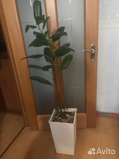 Комнатные растения цветы большие