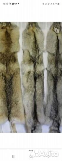 Шкура волка большая,сырая