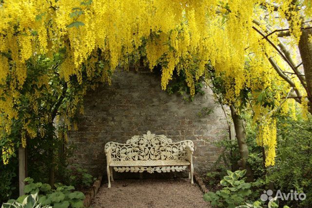 Редкие растения для сада с доставкой. Саженцы