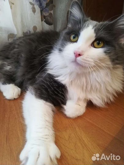 Котёнок девочка в добрые руки