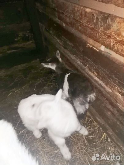 Продам козочек