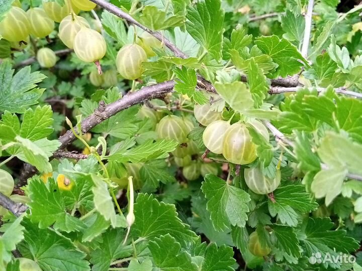 Красная смородина ягоды