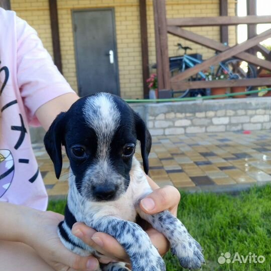 Собака в добрые руки русский спаниэль