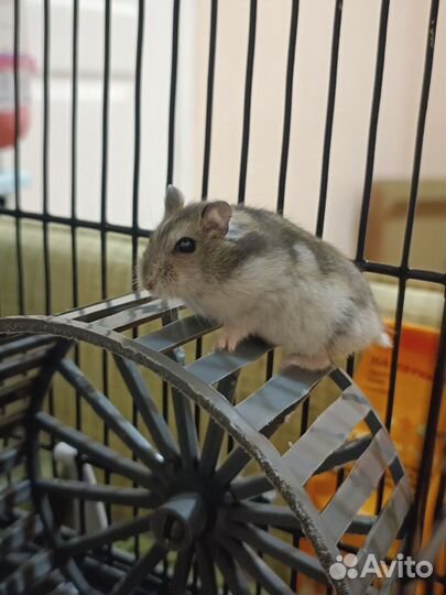 Джунгарский хомяк