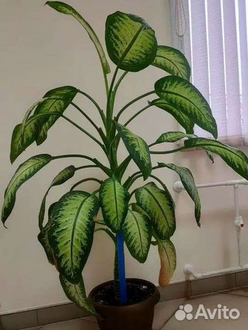 Диффенбахия Марс