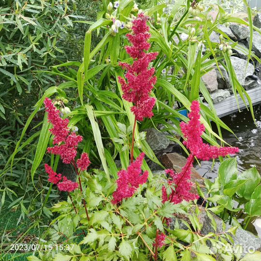 Многолетники: Астильбы, солидаго