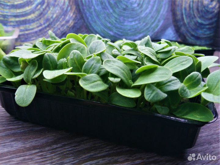 Микрозелень