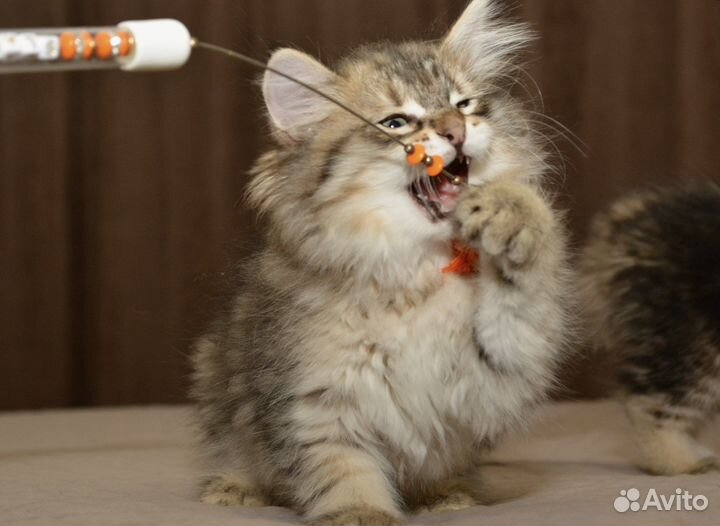 Сибирские котята