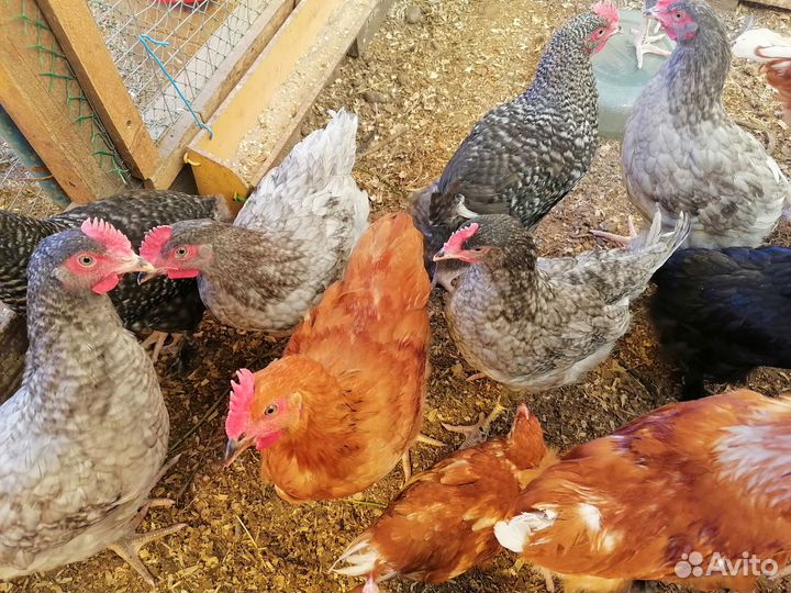 Молодые петухи