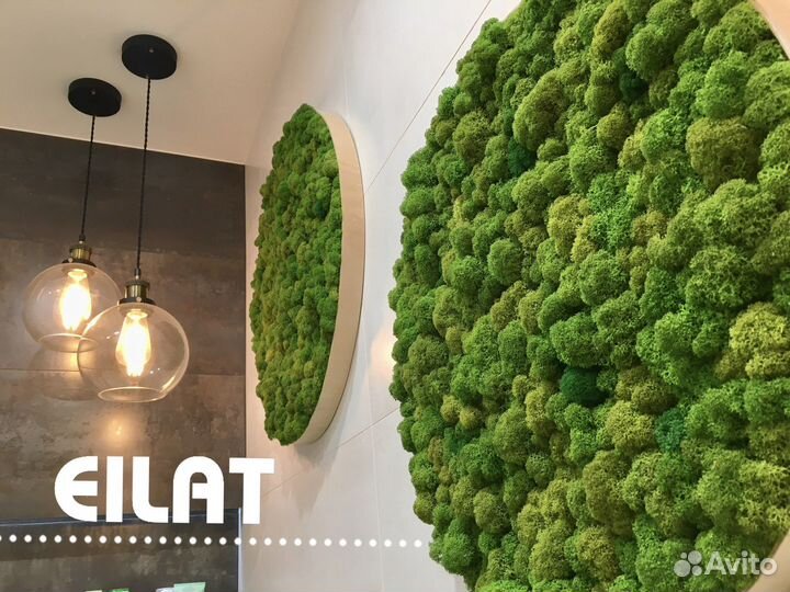 Мох Стабилизированный Круги Панно