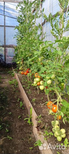 Фасоль стручковая