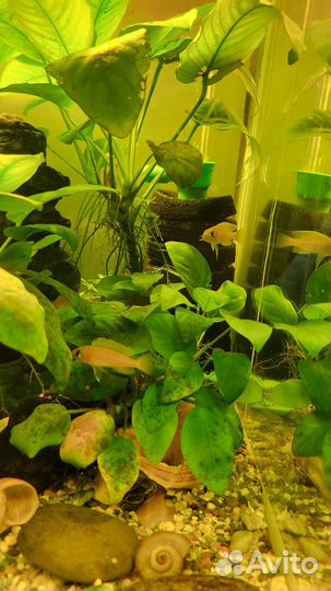 Lamprologus caudopunctatus /лампрологус