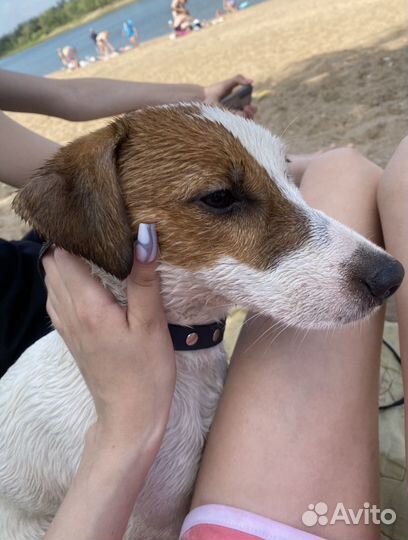 Вязка джек Рассел терьер, самец