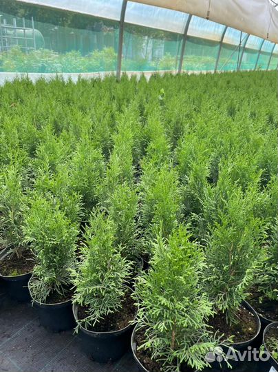 Грунт для хвойных / Почвогрунт для растений / 50 л