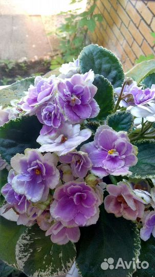 Детки фиалки