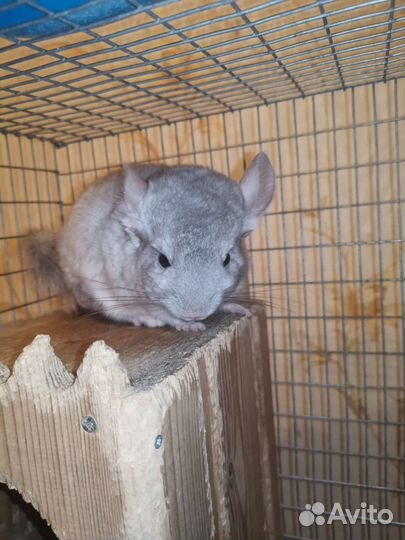 Шиншиллы с клеткой