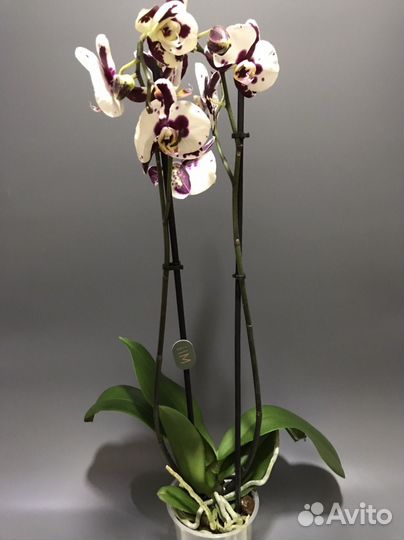 Орхидея фаленопсис